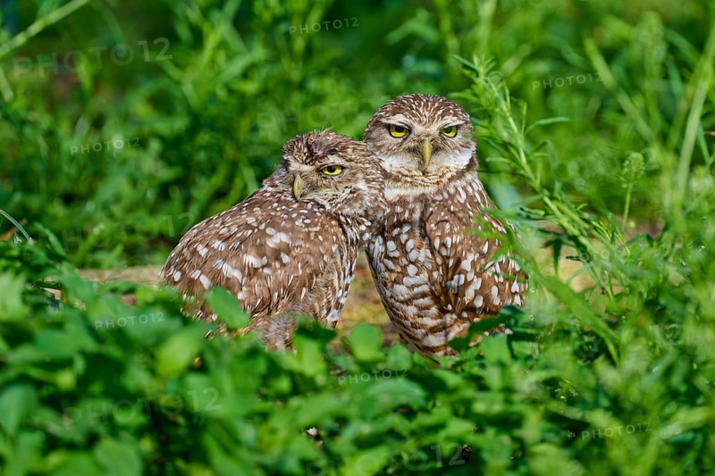 Two burrowing owls (Speotyto cunicularia) sitting together in the meadow, Pembroke Pines, Florida, USA, North America