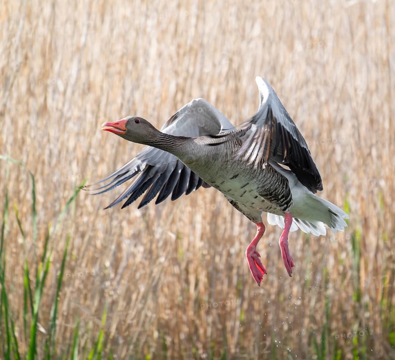 Greylag goose (Anser anser) in flight, blurred behind reeds, Thuringia, Germany, Europe