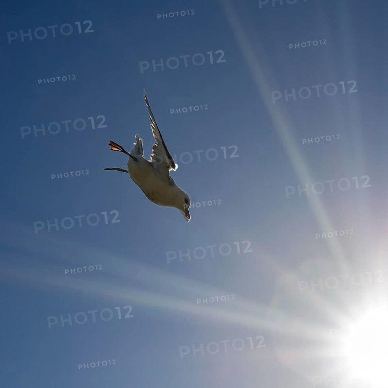 A seagull flies acrobatically through the blue sky, illuminated by the sun's rays, Cliffs of Moher