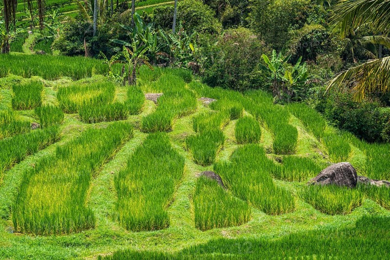 Jatiluwih, rice terrace, rice, agribusiness, agriculture, export, tourism, travel, landscape, UNESCO, Bali, Indonesia, Asia