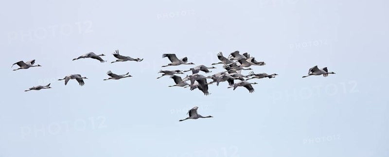 Four cranes flying in the clear blue sky, crane (Grus grus), flying flock in the migration season, Naturpark Flusslandschaft Peenetal, Mecklenburg-Vorpommern, Germany, Europe