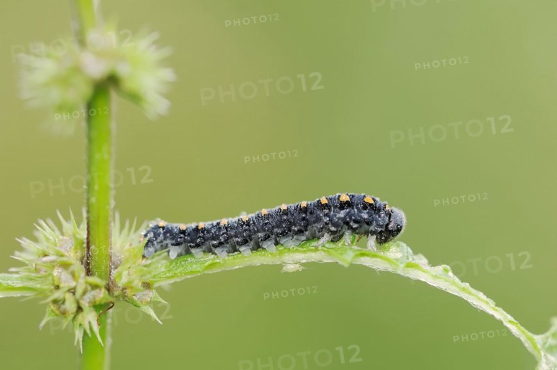 Leaf wasp (Tenthredo marginella), larva, North Rhine-Westphalia, Germany, Europe