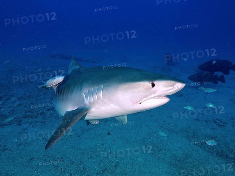 Tiger shark (Galeocerdo cuvier) with ship keeper (Echeneidae), dive site Bonair, Jupiter, Florida, USA, North America