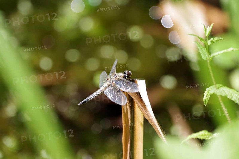 Four-spot (Libellula quadrimaculata), large dragonfly, wing, garden pond, The four-spot dragonfly sits in the sunlight on a dried leaf, In the background is a bokeh of light reflections