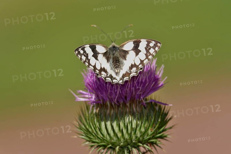 Marbled white (Melanargia galathea), July, Saxony-Anhalt, Germany, Europe
