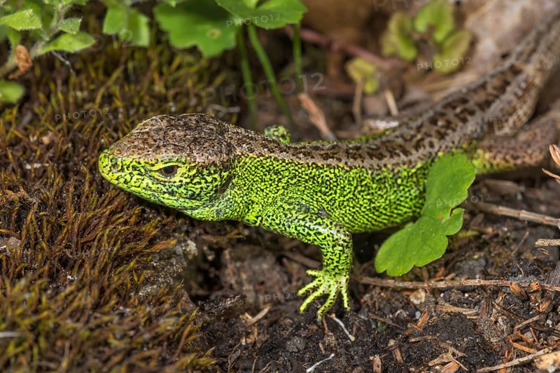 Sand lizard (Lacerta agilis) male in green wedding dress on forest floor with moss and leaves, Baden-Württemberg, Germany, Europe