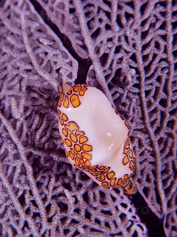 Close-up of a flamingo tongue snail (Cyphoma gibbosum) resting on a purple common sea fan (Gorgonia ventalina) . Dive site John Pennekamp Coral Reef State Park, Key Largo, Florida Keys, Florida, USA, North America