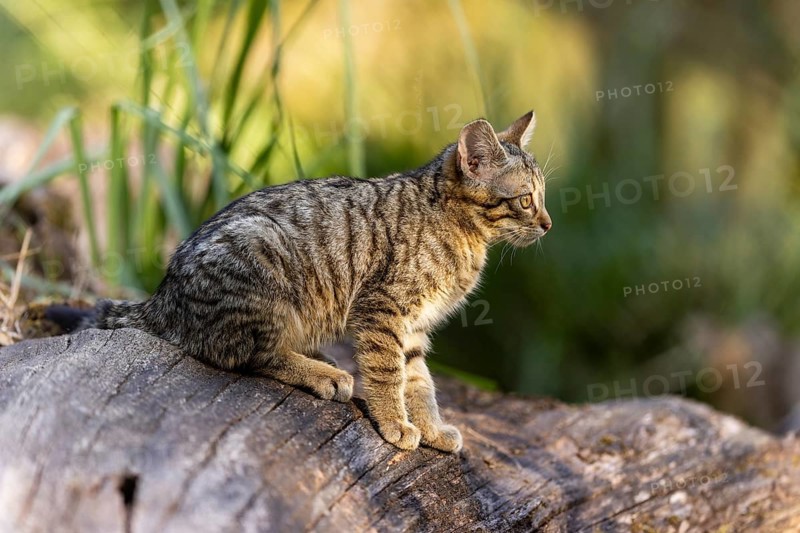 A kitten sits quietly on a tree trunk, looking into the distance with interest, wildcat (Felis silvestris), kitten, Germany, Europe