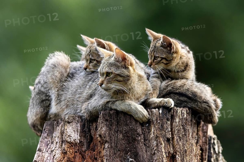 Three cats lying relaxed on a tree trunk in the forest and observing the surroundings, wild cat (Felis silvestris), kitten, Germany, Europe