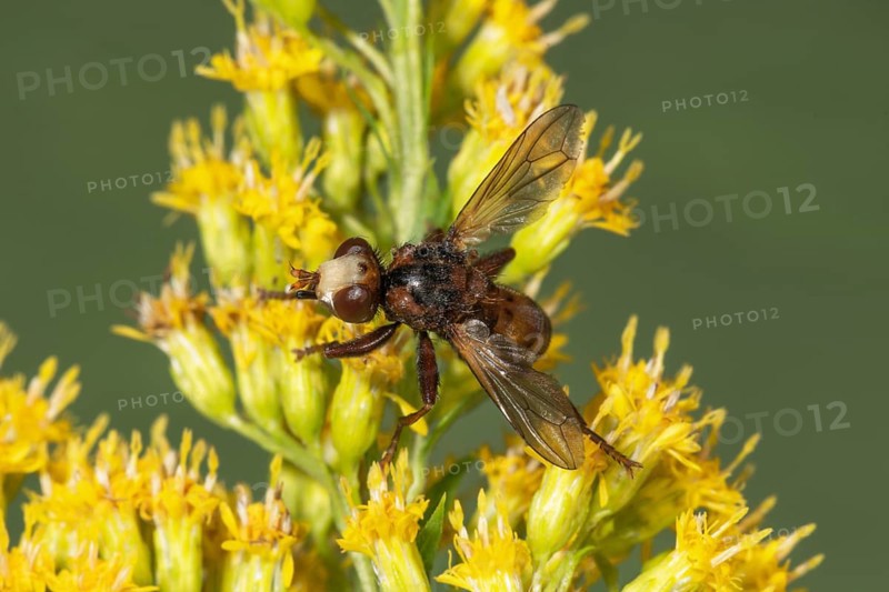 Broad-fronted bladderwrack (Sicus ferrugineus) on canada goldenrod (Solidago canadensis), Baden-Württemberg, Germany, Europe