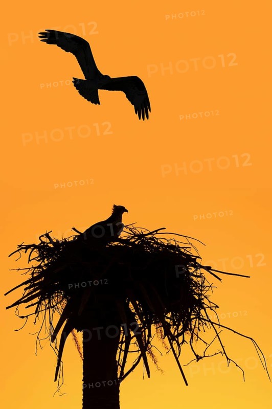 Western osprey (Pandion haliaetus) in the nest at sunset, Everglades National Park, Florida, USA, North America