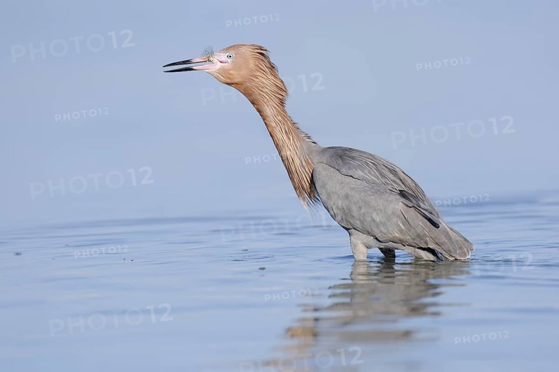 Blue-footed Heron or Reddish Egret (Dichromanassa rufescens, Egretta rufescens) with preyed fish, Florida, USA, North America