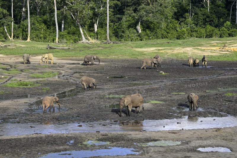 African forest elephants (Loxodonta cyclotis) in the Dzanga Bai forest clearing, Dzanga-Ndoki National Park, Unesco World Heritage Site, Dzanga-Sangha Complex of Protected Areas (DSPAC), Sangha-Mbaéré Prefecture, Central African Republic, Africa