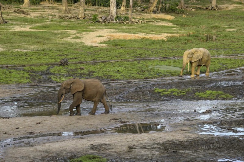African forest elephants (Loxodonta cyclotis) in the Dzanga Bai forest clearing, Dzanga-Ndoki National Park, Unesco World Heritage Site, Dzanga-Sangha Complex of Protected Areas (DSPAC), Sangha-Mbaéré Prefecture, Central African Republic, Africa