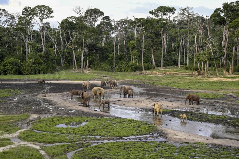 African forest elephants (Loxodonta cyclotis) in the Dzanga Bai forest clearing, Dzanga-Ndoki National Park, Unesco World Heritage Site, Dzanga-Sangha Complex of Protected Areas (DSPAC), Sangha-Mbaéré Prefecture, Central African Republic, Africa
