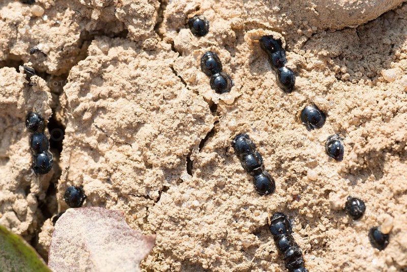Dry spawn of the natterjack toad (Epidalea calamita) (syn.: Bufo calamita) in dried up small water body in gravel pit, close-up, macro photo, Lüneburg, Lüneburg Heath, Lower Saxony, Germany, Europe