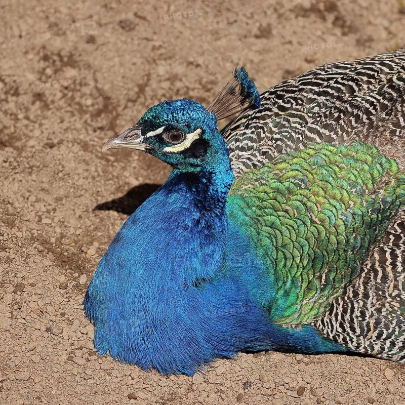 Indian peafowl (Pavo cristatus), portrait, captive, North Rhine-Westphalia, Germany, Europe
