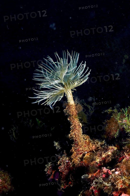 A filigree mediterranean fanworm (Sabella spallanzanii) rises into the darkness of the sea. Dive site Cap de Creus Marine Protected Area, Rosas, Costa Brava, Spain, Mediterranean Sea, Europe