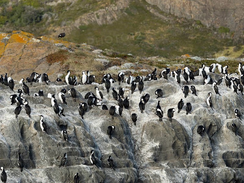 Cormorants (Leucocarbo atriceps) Blue-eyed Cormorant colony on rocks, Patagonia, Chile, South America