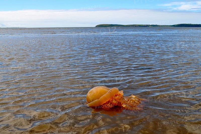 Barrel jellyfish (Rhizostoma pulmo) stranded in shallow water near the coast under a cloudy sky. Dingle Peninsula, Co. Kerry, Irish Sea, North Atlantic, Ireland, Europe