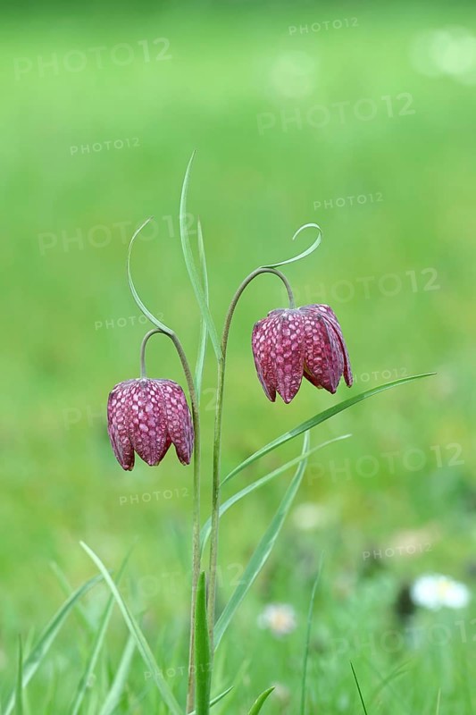 Snake's head fritillary (Fritillaria meleagris), two flowers in a meadow, inflorescence, early bloomer, spring, Wilnsdorf, North Rhine-Westphalia, Germany, Europe