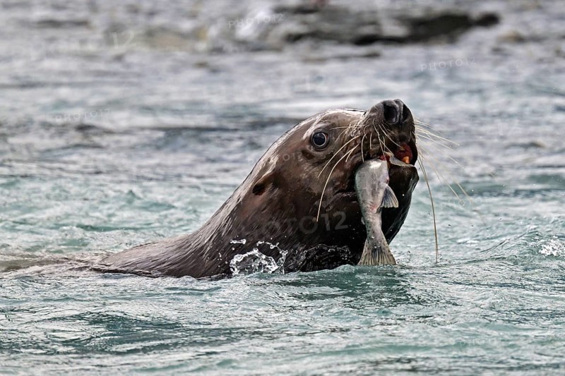 Steller sea lion (Eumetopias jubatus) swimming in the water and eating a humpback salmon, Prince William Sound