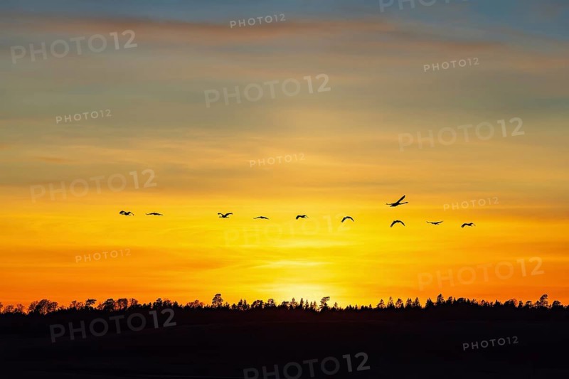 Flock of Common cranes (Grus Grus) flying over a forest in silhouette on a colourful sky in sunset
