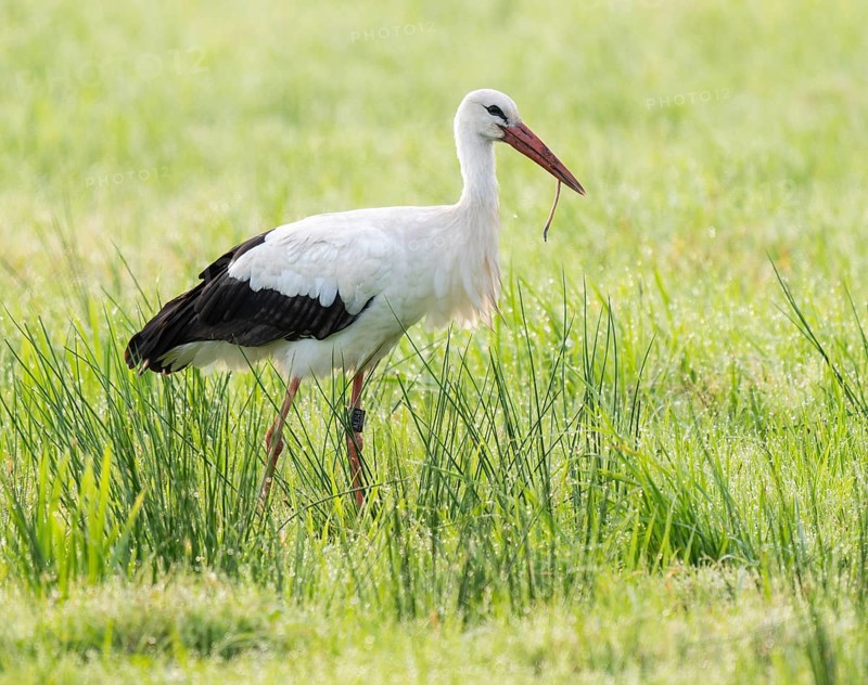 White stork (Ciconia ciconia) foraging in a meadow in the early morning, earthworm in its beak, dew beads on the grass, Lower Saxony, Germany, Europe