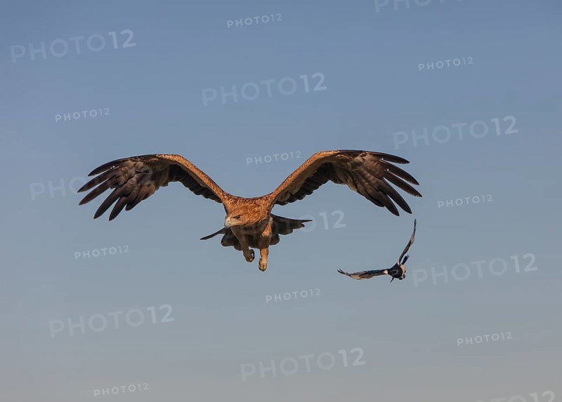 Juvenile Iberian Eagle and a magpie in flight, Spanish Imperial Eagle (Aquila adalberti), Extremadura, Castilla La Mancha, Spain, Europe