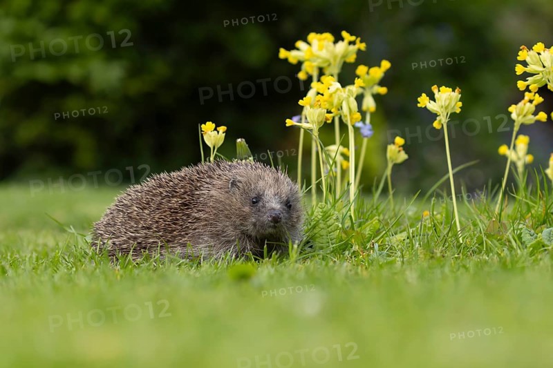 European hedgehog (Erinaceus europaeus) adult animal on a garden grass lawn next to flowering Cowslip flowers in spring, Suffolk, England, United Kingdom, Europe