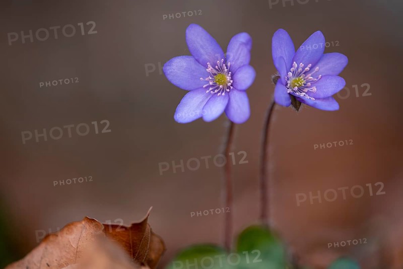 Liverwort, (Anemone hepatica), flower, early bloomer, plant, Steinhagen, Lower Saxony, Germany, Steinhagen, Lower Saxony, Germany, Europe