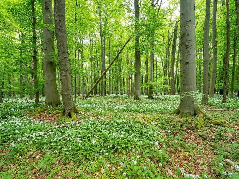 Ramson (Allium ursinum) in a semi-natural beech forest in spring, Hainich National Park, Bad Langensalza, Thuringia, Germany, Europe