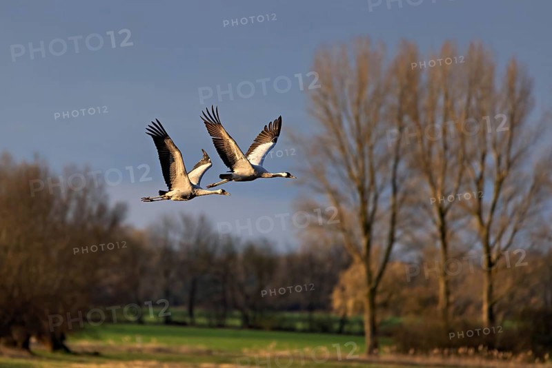 Zwei Vögel im Flug über eine ländliche Landschaft mit Bäumen und klarem Himmel, Kraniche auf dem Darß