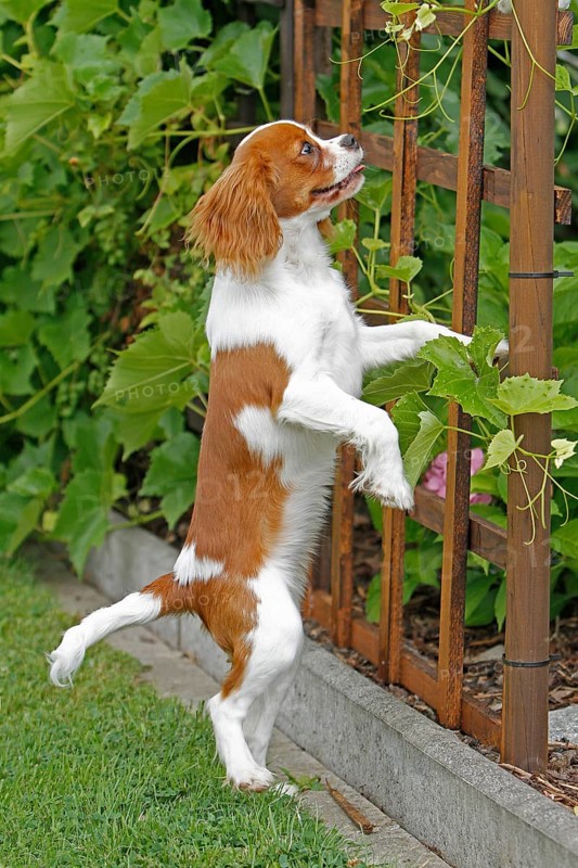 Cavalier King Charles Spaniel, kitten