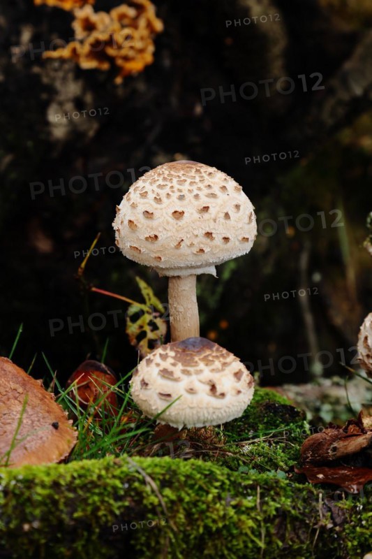 Two young parasol mushrooms (Macrolepiota procera) (common giant umbrella mushroom) standing one behind the other in a forest in autumn, North Rhine-Westphalia, Germany, Europe
