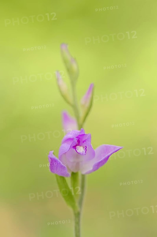 Red helleborine (Cephalanthera rubra), flower, Provence, Southern France, France, Europe