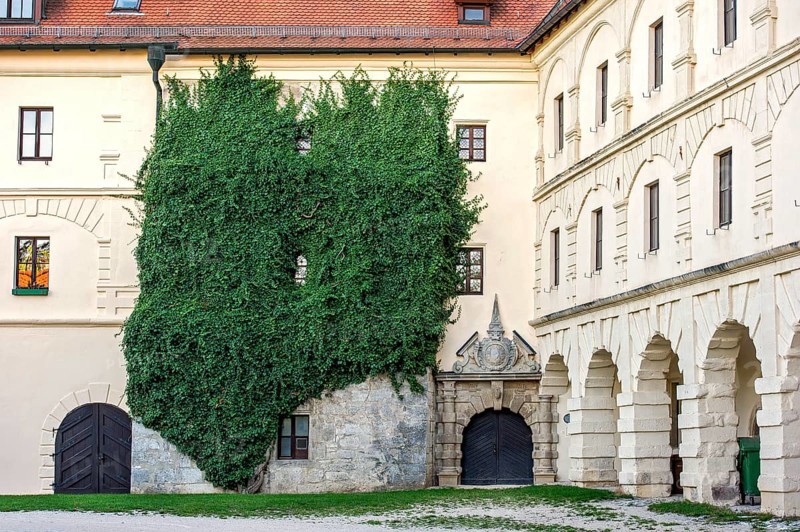 Large-scale common ivy (Hedera helix), portal of the riding ramp at Wülzburg Castle, Renaissance fortress, Weißenburg in Bavaria, Altmühltal, Middle Franconia, Franconia, Bavaria, Germany, Europe
