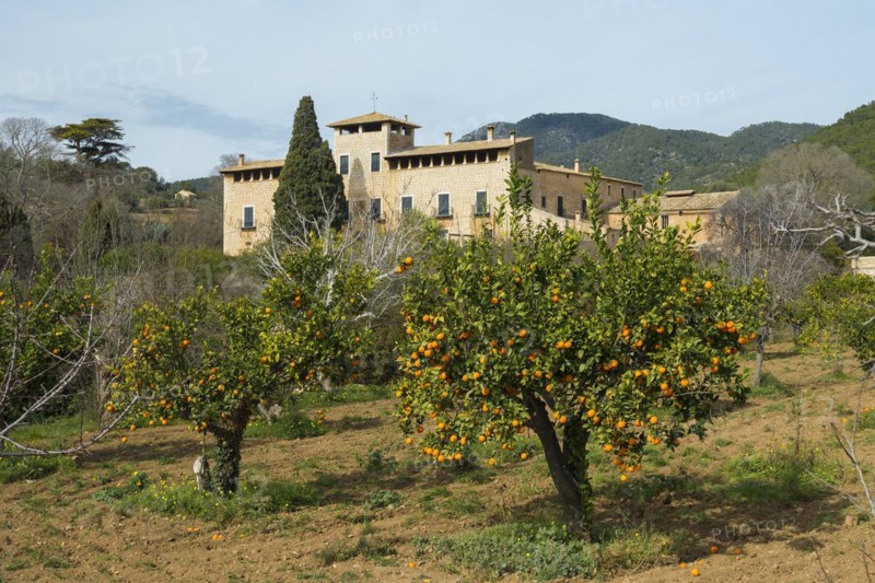 Citrus plantation and finca, near Alaró, Serra de Tramuntana, Majorca, Balearic Islands, Spain, Europe