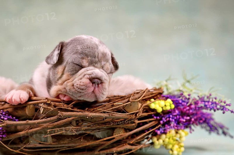 Sleeping merle tan French Bulldog dog puppy in animal nest decorated with flowers