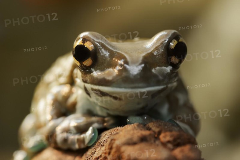 Cave toad frog (Trachycephalus resinifictrix, Phrynohyas resinifictrix), captive, occurrence in South America