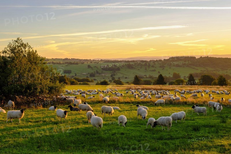 Rhön sheep, flock of sheep, sheep, sunrise, Hochrhön road, UNESCO biosphere reserve, near Hausen, Rhön, Bavarian Rhön, Rhön, Lower Franconia, Bavaria, Germany, Europe