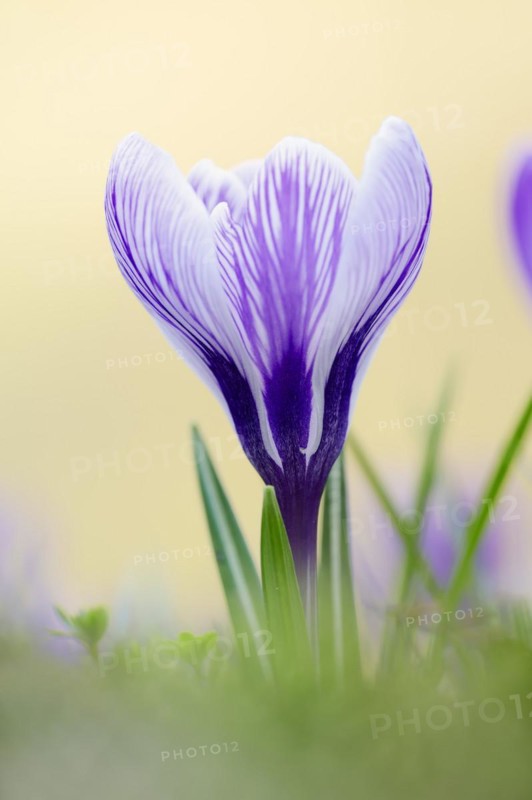 Flowering crocus (Crocus spec.) in spring, North Rhine-Westphalia, Germany, Europe