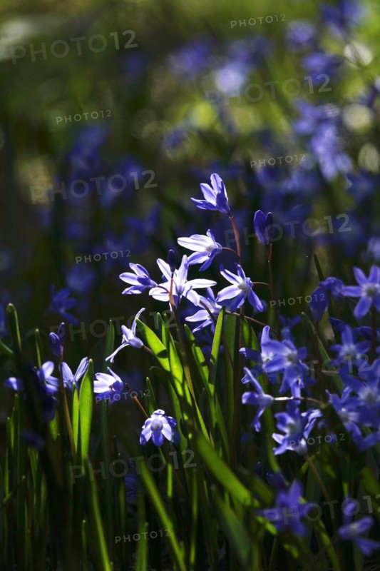 Charming Scilla, March, Germany, Europe