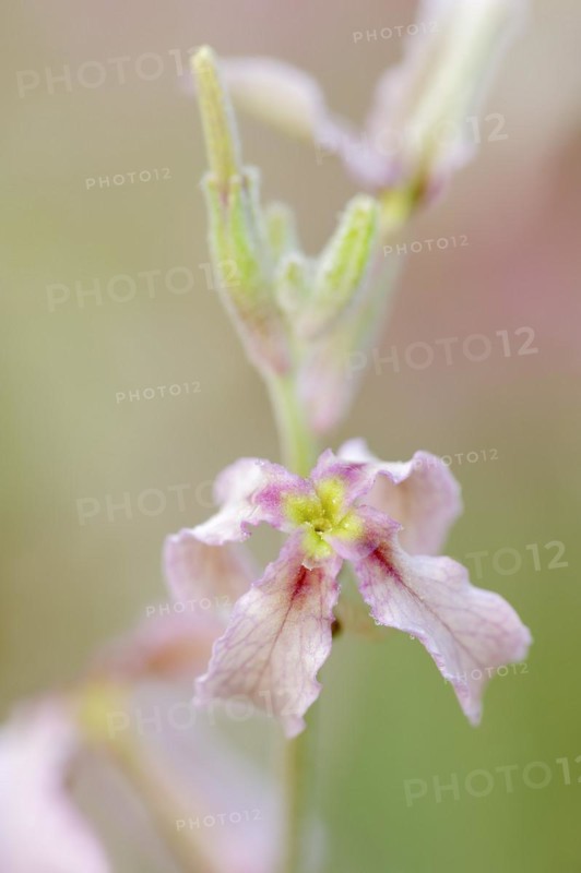 Cloudy levkoe (Matthiola fruticulosa), flower, Provence, southern France
