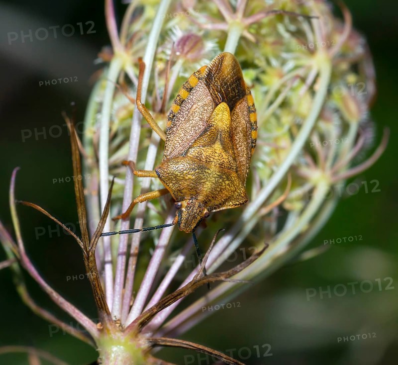 Tree bug species Carpocoris pudicus on fruit stand with prickly fruits, wild carrot (Daucus carotaeiner), close-up, macro photo, Lower Saxony, Germany, Europe