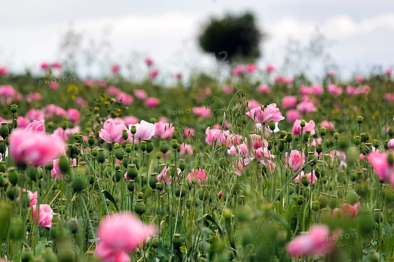 Opium poppy (Papaver somniferum), cultivation of edible poppy, poppy field, pink flowers and seed capsules, Germerode, Meißner, Geo-nature park Park Frau-Holle-Land, Hesse, Germany, Europe