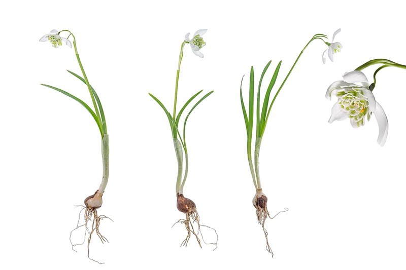 Double snowdrops (Galanthus Nivalis Flore Pleno) on a white background, Bavaria, Germany, Europe