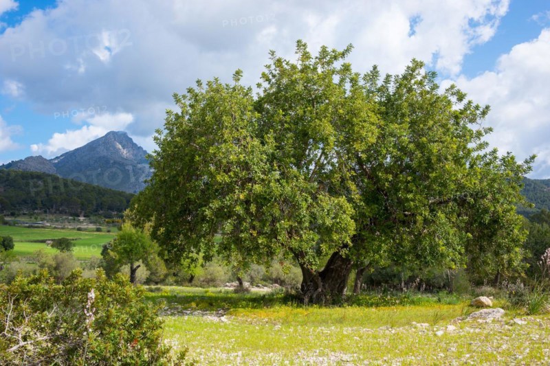 Holm oak (Quercus ilex) or holm oak, very old, solitary growing tree on a barren pasture with stony soil of limestone and blooming flowers, affodill (Asphodelus), in the background mountains with Mediterranean vegetation, Aleppo pines (Pinus halepensis), trees, forest, blue sky with single clouds, sunny landscape at the pass road Ma-1032 from Capdella to Puigpunyent in spring, spring, Serra de Tramuntana, Majorca, Spain, Europe