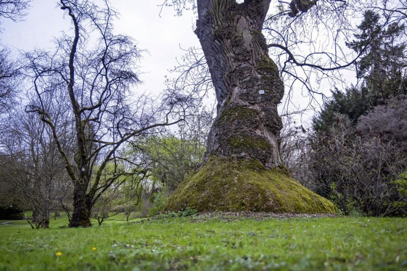 American tulip tree (Liridodendron tullpifera) . Exotic and Botanical Garden of the University of Hohenheim Stuttgart, Baden-Württemberg, Germany, Europe