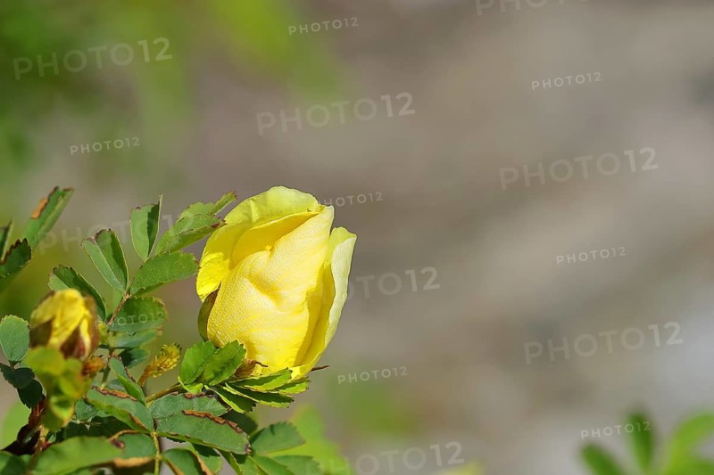 A yellow rose in bud (Rosa), Hachenburg, Rhineland-Palatinate, Germany, Europe